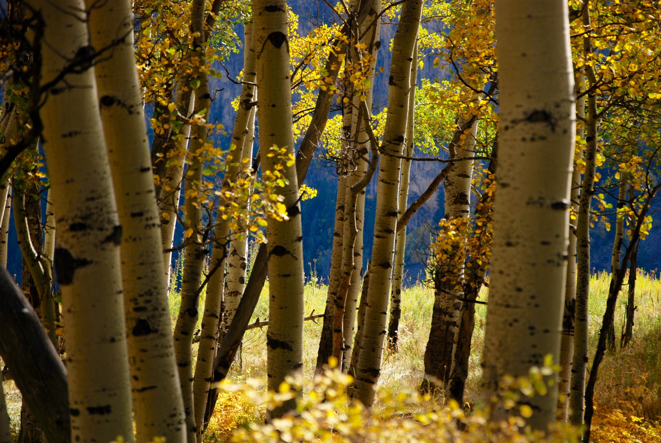 Digital product- Nature Photography Course for Beginners